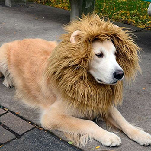Cute Lion Mane for Dog - Best Gifts on Earth